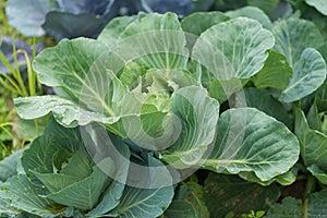 Fresh young heads of green cabbage Brassica oleracea with lots of leaves growing in homemade garden. View from above, close-up.