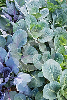 Fresh young heads of green and red cabbage Brassica oleracea with lots of leaves growing in homemade garden. View from above.