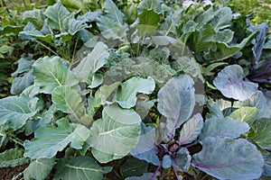 Fresh young heads of green and red cabbage Brassica oleracea with lots of leaves growing in homemade garden. View from above.