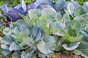 Fresh young heads of green and red cabbage Brassica oleracea with lots of leaves growing in homemade garden. View from above.