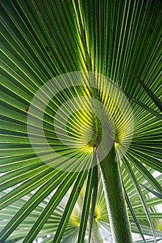 Fresh young large fronds of palm tree