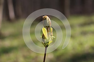 Fresh young leaves emerged from the buds in early spring