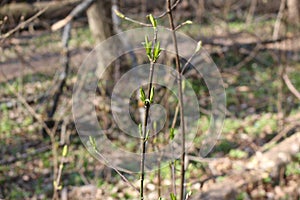 Fresh young leaves emerged from the buds in early spring