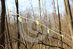 Fresh young leaves emerged from the buds in early spring