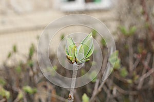 Fresh young leaves emerged from the buds in early spring