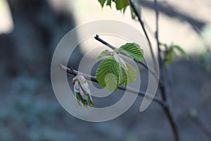 Fresh young leaves emerged from the buds in early spring