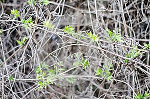 Fresh young leaves in macro. Thin branches of grapevine in a continuous layer