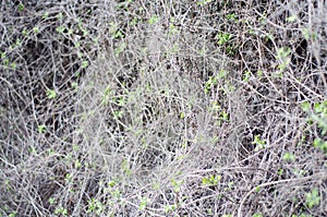 Fresh young leaves in macro. Thin branches of grapevine in a continuous layer