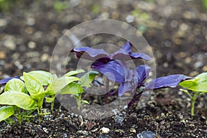 Fresh young leaves and sprouts of basil. Basil growing in the garden