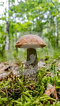 Fresh, young leccinum scabrum mushroom in forest