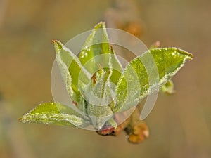 Fresh young leeaves of an amelanchier tree