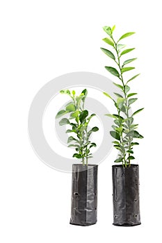 Fresh young lime tree isolated on white