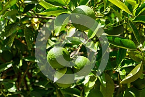 Fresh young limes on tree green background