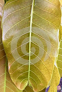 Fresh Mango Leaf Texture