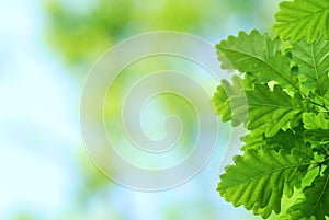 Fresh and young oak leaves