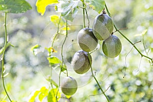 Fresh young passion fruit in girl hand over blurred green garden