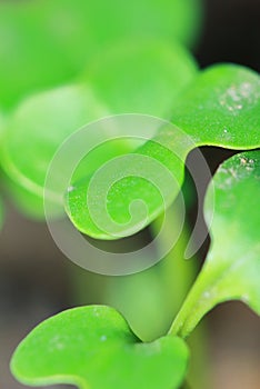 Fresh young plant in farn vegetable for background