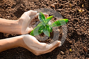 Fresh young plant growth in soil in hand. Plant,tree as symbol of start new life, care about nurture and environmental photo