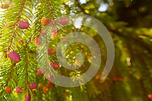 Fresh young red pink tiny fir cones on branches. Sunny day, warm light, sunflare. A photo with free blank copy space for text