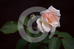 Fresh young rose bud blooming in dark ambience photo