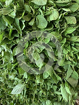 Fresh Young Shoot of Holy Basil in Morning Market Thailand