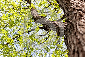 Fresh young spring greens on a tree, natural background and text