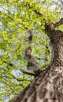 Fresh young spring greens on a tree, natural background and text