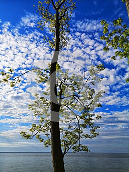 Fresh young spring leaves on tree and sea water