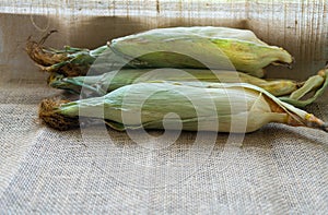 Fresh young sweet corn on the cob with husks, close-up. Freshly picked corn cobs Golden corn kernels. food market