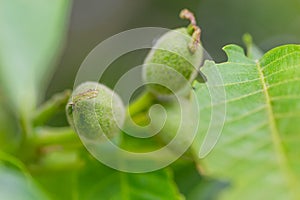 Fresh young walnut fruits on a tree in the garden