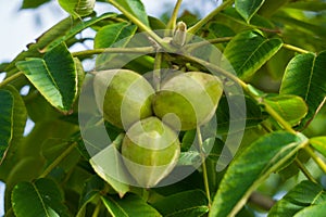 Fresh young walnut fruits on a tree in the garden