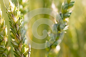 Fresh young wheat ear in the morning light close-up macro in nature on a light green background