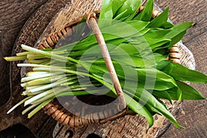 Fresh young wild garlic leaves in a basket
