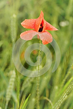 Fresh young wild red poppy flower, blossom covered with rain drops growing in green field of unripe wheat, closeup