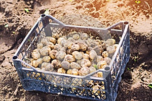 Fresh young yellow potatoes in a box on the field close-up, agriculture, farming, seasonal work, vegetables, environmentally frien