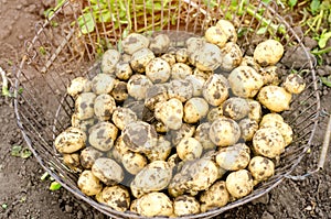 Fresh young yellow potatoes in the grid the field close-up, agriculture, farming, seasonal work, vegetables, environmentally frien