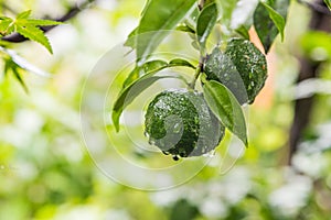 Fresh yuzu or japanese citrus fruit on tree.