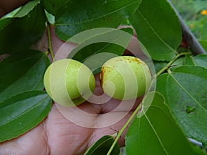 Fresh zizyphus fruits on the tree, harvesting