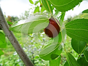 Fresh zizyphus fruits on the tree, harvesting