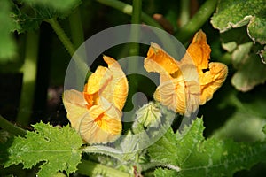 Fresh zucchini flowers.