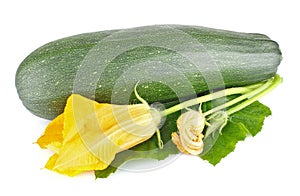 Fresh zucchini with green leaves and flower