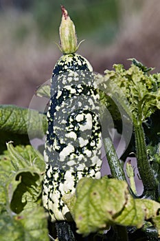 Fresh zucchini . Vegetable diseases.Cucurbita pepo