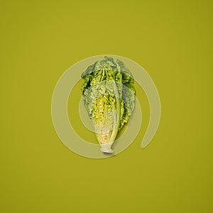 Fresher than you expect. a head of lettuce against a studio background.