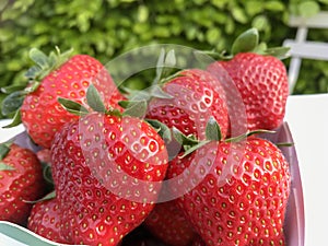 Freshess strawberry in the garden