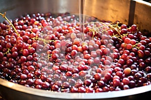freshest grape juice in a stainless-steel vat