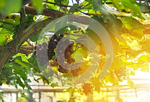 The freshest vineyard in the farm is a bunch along the tree