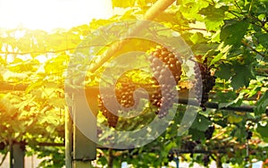 The freshest vineyard in the farm is a bunch along the tree