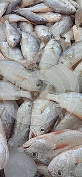 Freshfish