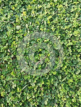 Freshgreen grass background in a sunny day