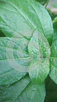 Freshleaf from the natrual soil